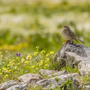 Corn Bunting -Emberiza calandra-, Extremadura, Spain Corn Bunting -Emberiza calandra-, Extremadura, Spain