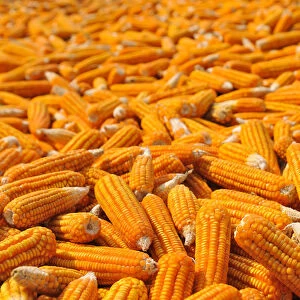 Corn laid out to dry, Vietnam, Asia