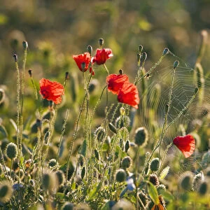 Corn poppies, red poppies -Papaver rhoeas- and a spider web, Tuscany, Italy, Europe