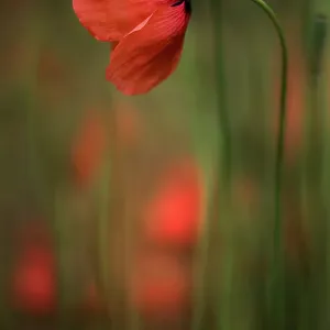 Corn poppy Corn poppy