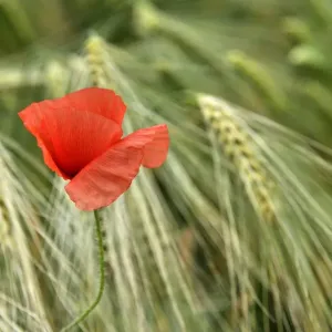 Corn poppy print in a barley field landscape