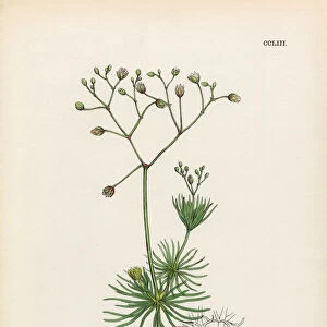 Corn Spurrey, Spergula arvensis, Victorian Botanical Illustration, 1863