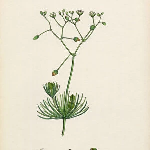 Corn Spurrey, Spergula arvensis, Victorian Botanical Illustration, 1863