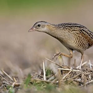 Corncrake -Crex crex-, foraging on the edge of a meadow, Middle Elbe region, Saxony-Anhalt, Germany