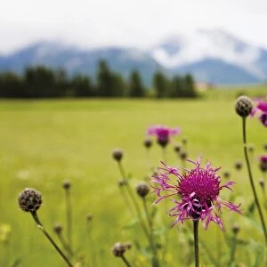 Cornflower oder Bluebottle (Centaurea cyanus), Groeblalm mountain pastures near Mittenwald, Karwendelgebirge mountains, Werdenfelser Land area, Upper Bavaria, Bavaria, Germany, Europe