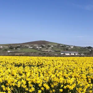 Cornwall in Bloom Cornwall in Bloom