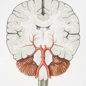 Coronal Cross Section of the Brain Print Coronal Cross Section of the Brain Print