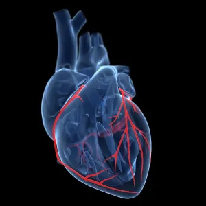 Coronary arteries, artwork Coronary arteries, artwork