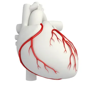 Coronary Arteries Print Coronary Arteries Print