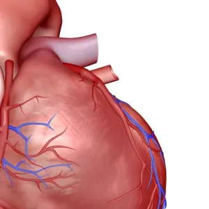 Coronary Vessels of the Heart Print Coronary Vessels of the Heart Print