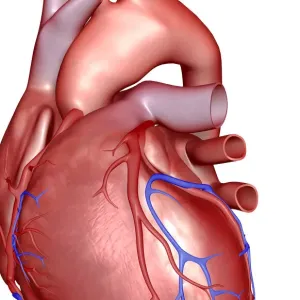 The coronary vessels of the heart The coronary vessels of the heart