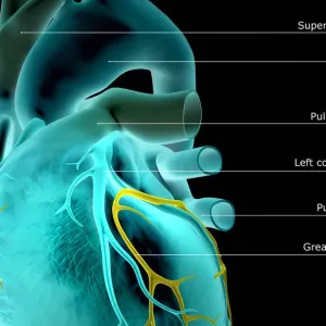 The coronary vessels of the heart The coronary vessels of the heart