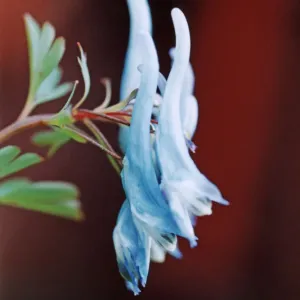 China Blue Corydalis Vertical Print China Blue Corydalis Vertical Print