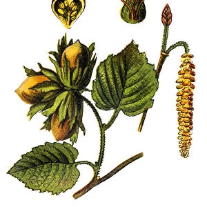 Corylus avellana, the common hazel