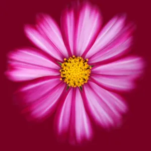 Visual Treasures Photographic Print Collection: Viva Magenta