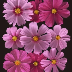 Cosmos de fleurs. Cosmos de fleurs.