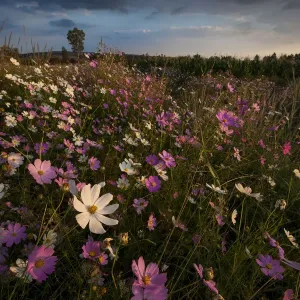 Cosmos Wildflowers at Sunset Print Cosmos Wildflowers at Sunset Print