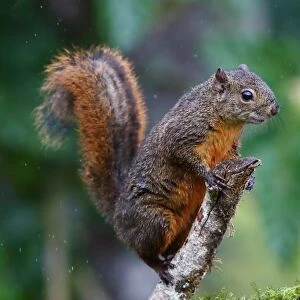 Costa Rican Squirrel