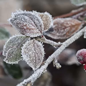 Cotoneaster -Cotoneaster sp. -, with the first frost on leaves and berries, Untergroeningen, Baden-Wuerttemberg, Germany, Europe