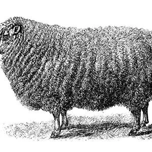 Cotswold sheep