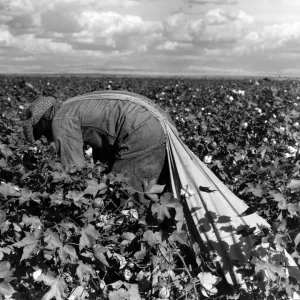 Cotton Picking Print