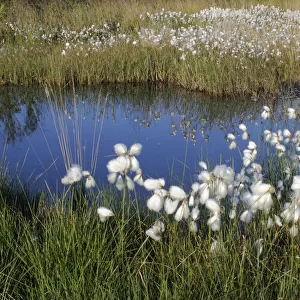 Cottongrass (Eriophorum angustifolium)