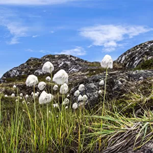 Cottongrass (Eriophorum angustifolium) in Hundefjord, Qeqertarsuaq, Greenland