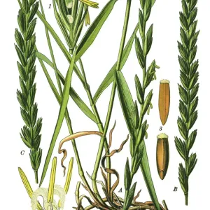 Antique Couch Grass Print Antique Couch Grass Print