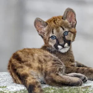 Cougar baby looking at the camera