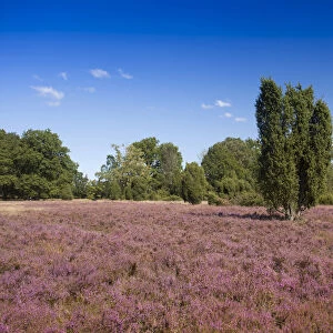 Countryside with flowering Heather -Calluna vulgaris- and Juniper, Luneburg Heath Nature Park, near Undeloh, Lower Saxony, Germany