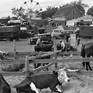 County Fair Scene With Horse & Cow Pen In Foregrou