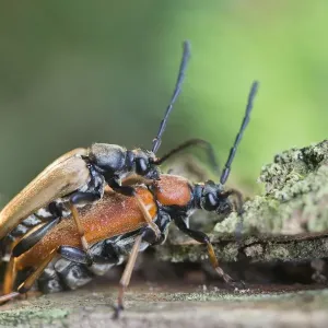couple, detail, exterior views, extreme close up, macro, mating, natural environment couple, detail, exterior views, extreme close up, macro, mating, natural environment