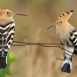 Couple of Hoopoes Couple of Hoopoes