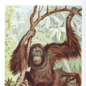 Couple of Orang-Utan in the rainforest of Borneo
