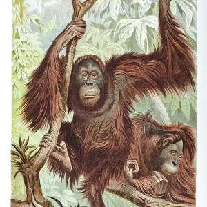 Couple of Orang-Utan in the rainforest of Borneo Couple of Orang-Utan in the rainforest of Borneo