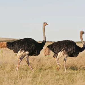 Couple of Ostriches -Struthio camelus-, Addo Elephant Park, South Africa