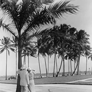 Couple standing at palm tree, (Rear view) (B&W)