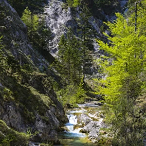 Course of a stream, Otschergraben, Nature Park Otscher-Tormauer, Otscher, Lower Austria, Austria