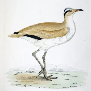 Courser bird 19 century illustration Courser bird 19 century illustration