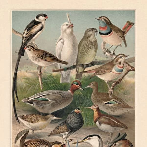 Courtship plumage of birds (sexual dimorphism), Chromolithograph, published in 1897