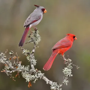 Cousins in the species tree