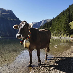 Cow with cow bell, cattle drive on Lake Vilsalpsee at Tannheim, Tannheimer Tal high valley, Tyrol, Austria, Europe