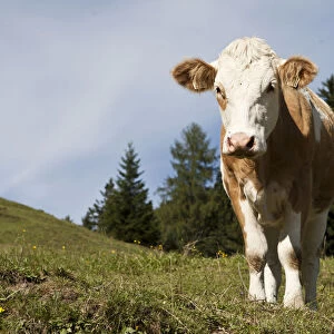 Cow on the Hoehlenstein-Alm mountain pasture, Langkampfen, Tyrol, Austria, Europe