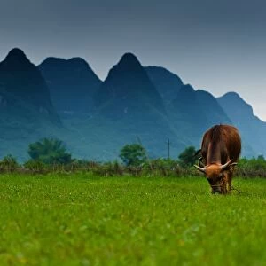 A cow and the karst peaks in Yangshuo, China