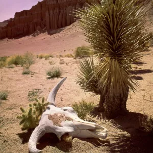 A Cow Skull & Cactus