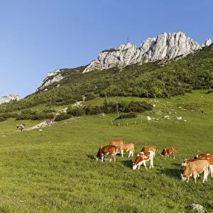 Cows on pasture, Kampenwand and Steinlingalm alpine pasture, Aschau im Chiemgau, Chiemgau Alps, Upper Bavaria, Bavaria, Germany