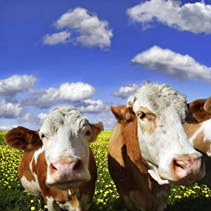 Three cows standing on a meadow with dandelions against a blue sky with white clouds