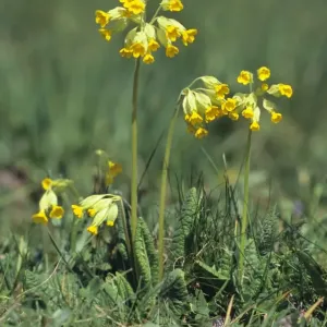 Cowslip (Primula veris) Cowslip (Primula veris)