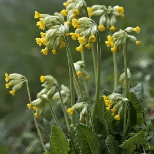 Cowslip Print, Primula veris in Untergroeningen, Germany