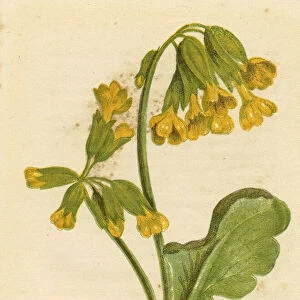 Cowslip yellow wildflower Victorian botanical print by Anne Pratt